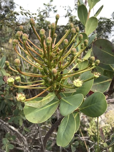 Schwartzia adamantium, photographed by william_hoyer
