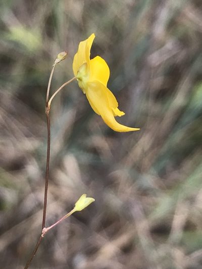 Utricularia nervosa, photographed by william_hoyer