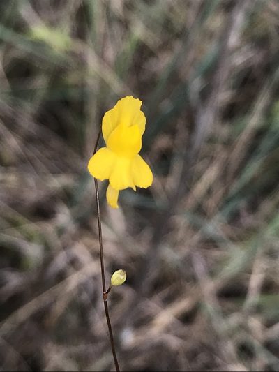 Utricularia nervosa, photographed by william_hoyer