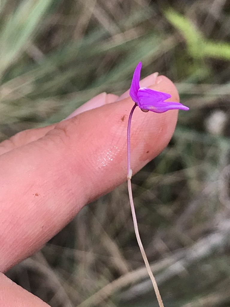 Utricularia cucullata, photographed by william_hoyer