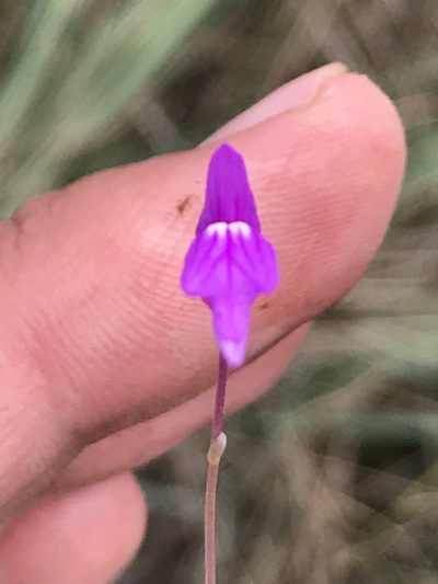 Utricularia cucullata, photographed by william_hoyer