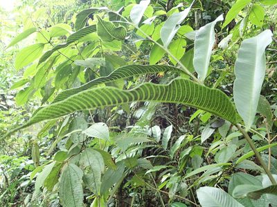 Meniscium macrophyllum, photographed by Dr. Guido Bohne