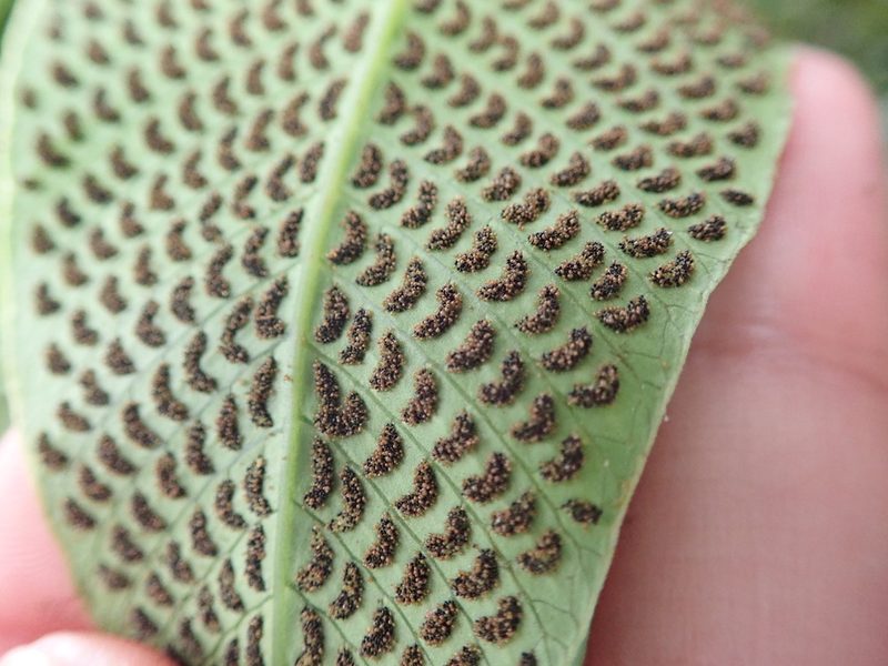 Meniscium macrophyllum, photographed by Dr. Guido Bohne
