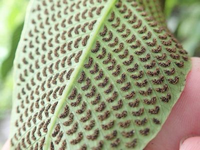 Meniscium macrophyllum, photographed by Dr. Guido Bohne