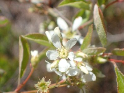 Amelanchier stolonifera, photographed by Ian Manning