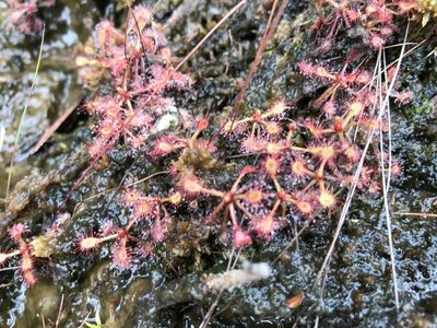Drosera communis, photographed by william_hoyer