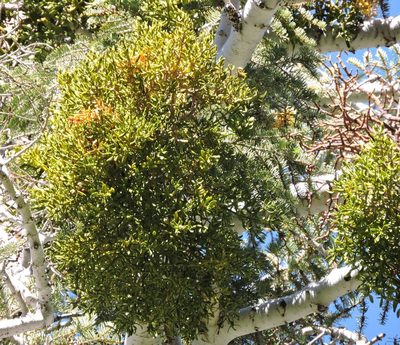Phoradendron pauciflorum, photographed by cwwood