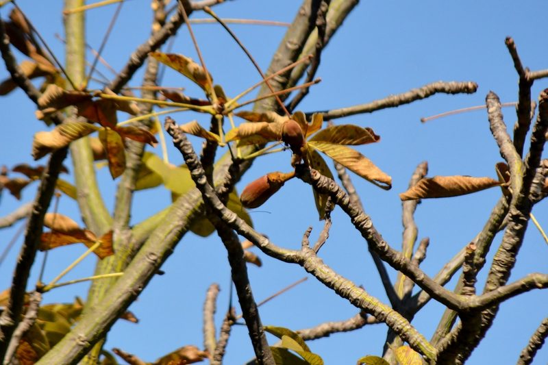 Pseudobombax tomentosum, photographed by Douglas