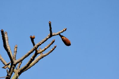 Pseudobombax tomentosum, photographed by Douglas