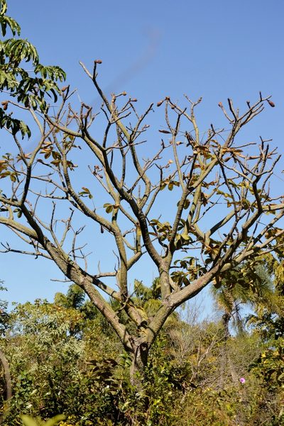 Pseudobombax tomentosum, photographed by Douglas