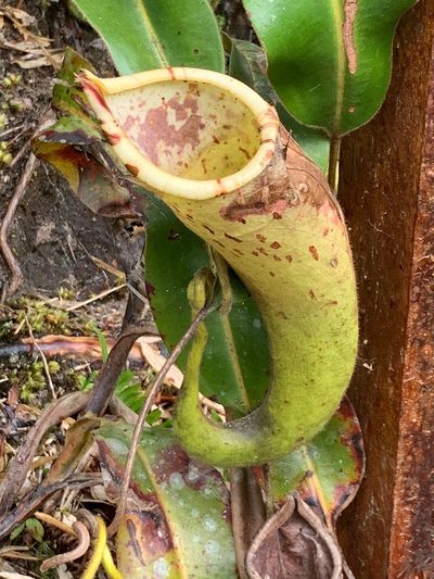 Nepenthes chaniana, photographed by Diane Shaw