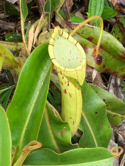 Nepenthes chaniana, photographed by Diane Shaw