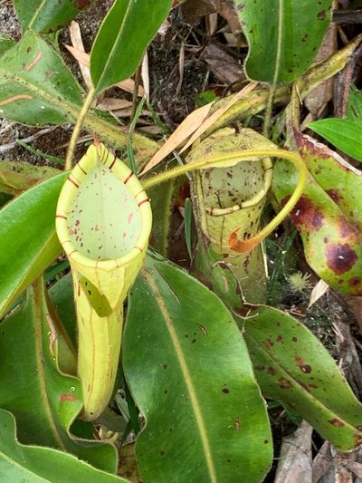 Nepenthes chaniana, photographed by Diane Shaw