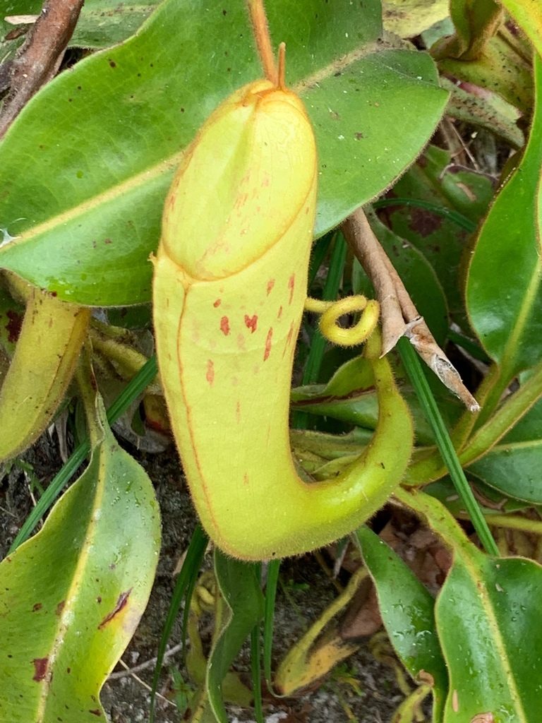 Nepenthes chaniana, photographed by Diane Shaw