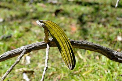 Cybistax antisyphilitica, photographed by Douglas