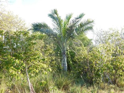 Pseudophoenix sargentii, photographed by Yolanda M. Leon