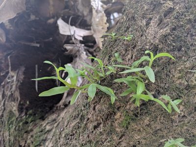 Dendrobium officinale, photographed by Cheng-Te Hsu
