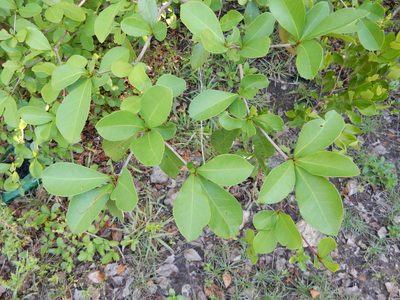 Terminalia buceras, photographed by Yolanda M. Leon
