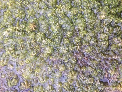 Sphagnum cuspidatum, photographed by Andre Hosper