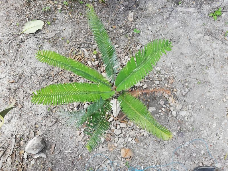 Dioon edule, photographed by Tereso Hernández Morales