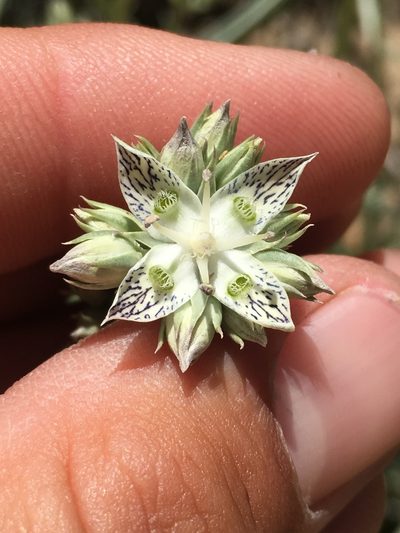 Frasera neglecta, photographed by Adam J. Searcy