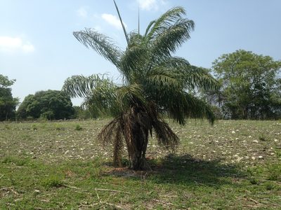 Acrocomia aculeata, photographed by Tereso Hernández Morales