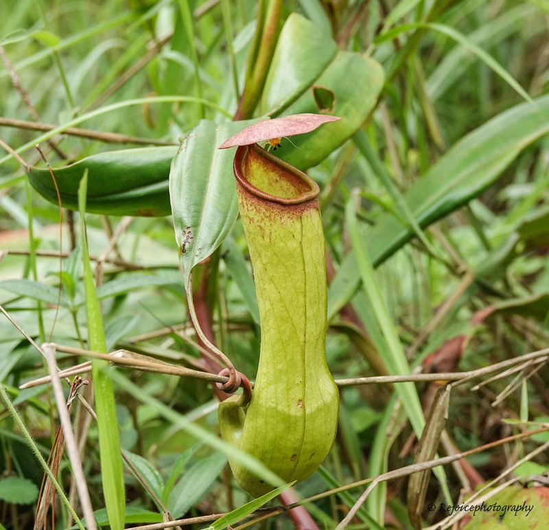 Nepenthes khasiana, photographed by Rejoice Gassah