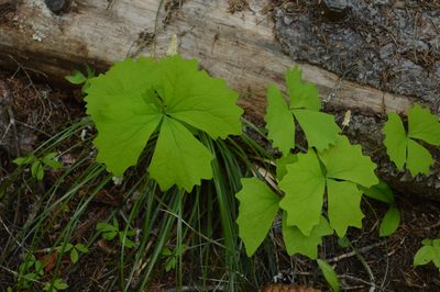 Achlys californica, photographed by David Anderson
