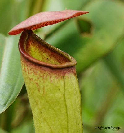 Nepenthes khasiana, photographed by Rejoice Gassah
