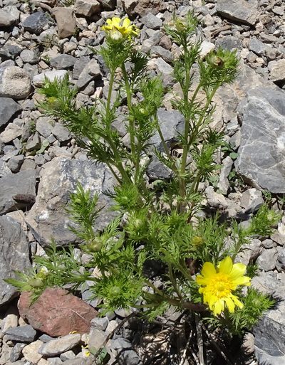 Adonis turkestanica, photographed by Dag Endresen