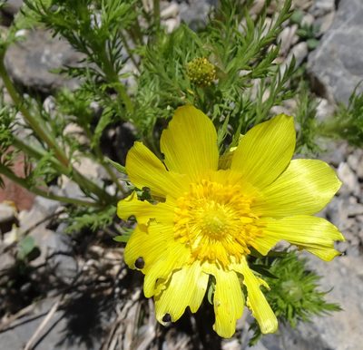 Adonis turkestanica