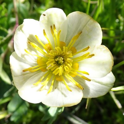 Trollius komarovii, photographed by Dag Endresen