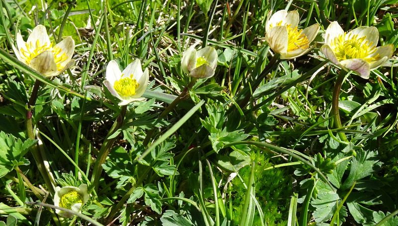Trollius komarovii, photographed by Dag Endresen