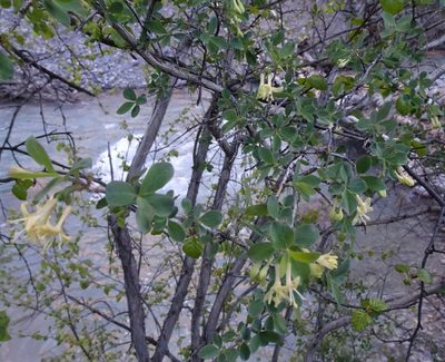 Lonicera microphylla, photographed by Dag Endresen