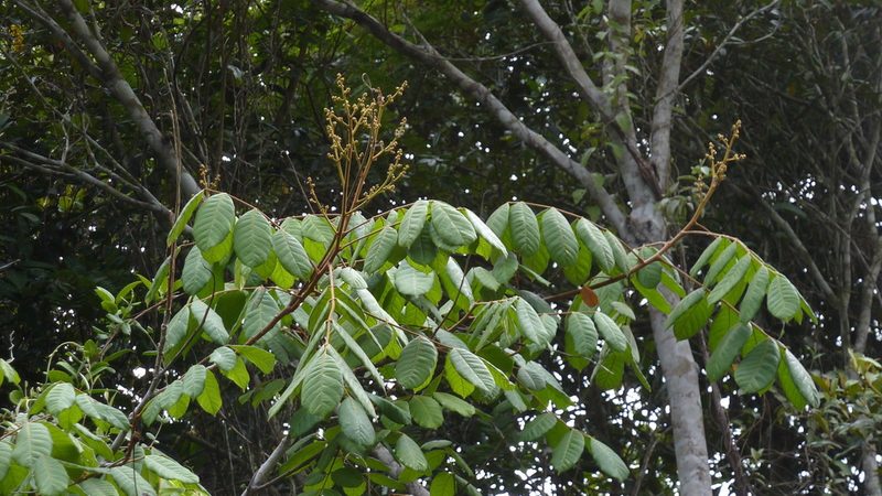 Thyrsodium spruceanum, photographed by russiannaturalistbrazil