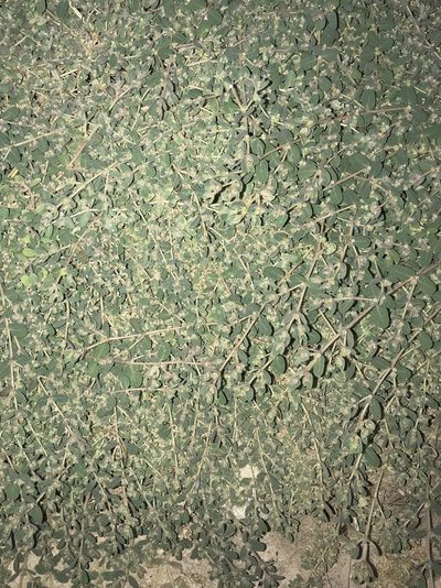 Euphorbia granulata, photographed by Nasser Halaweh