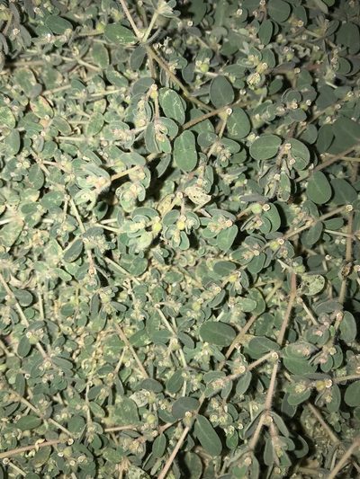 Euphorbia granulata, photographed by Nasser Halaweh