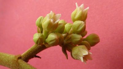 Thyrsodium spruceanum, photographed by russiannaturalistbrazil