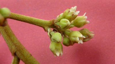 Thyrsodium spruceanum, photographed by russiannaturalistbrazil