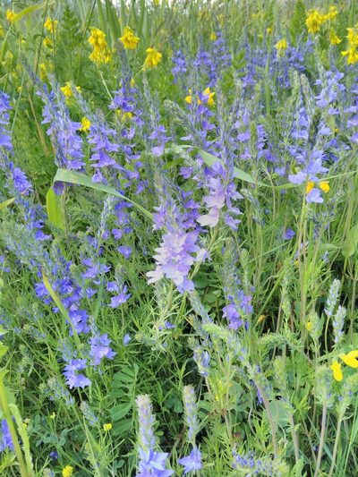 Veronica dalmatica, photographed by Dan Wrench