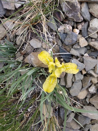 Iris potaninii, photographed by Svyatoslav Knyazev