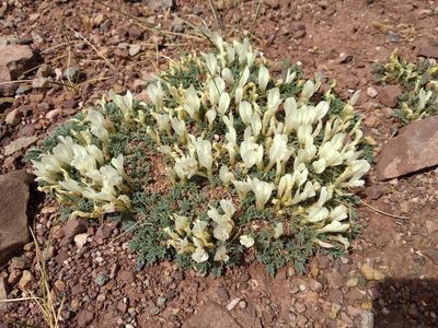 Astragalus brevifolius, photographed by Svyatoslav Knyazev