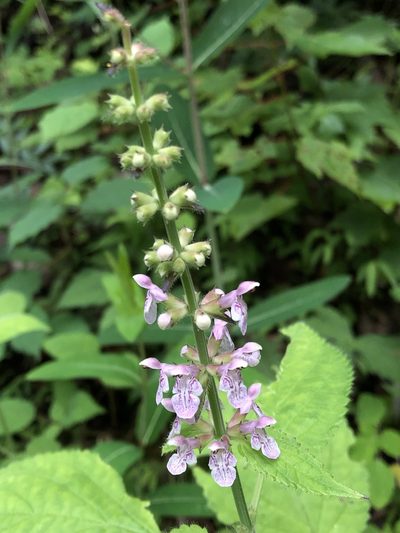 Stachys cordata, photographed by Christopher Zacharias