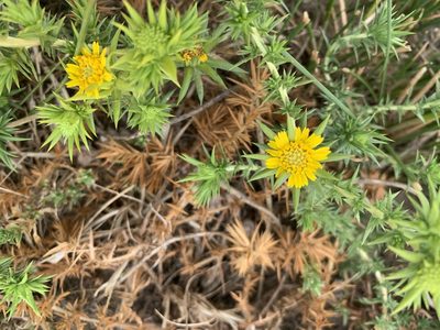 Centromadia perennis, photographed by Jim Riley