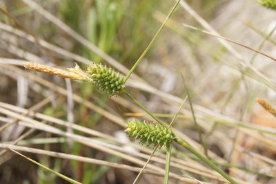 Carex extensa, photographed by Dan Wrench