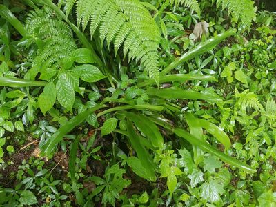 Carex fraseriana, photographed by Will Kuhn