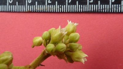 Thyrsodium spruceanum, photographed by russiannaturalistbrazil