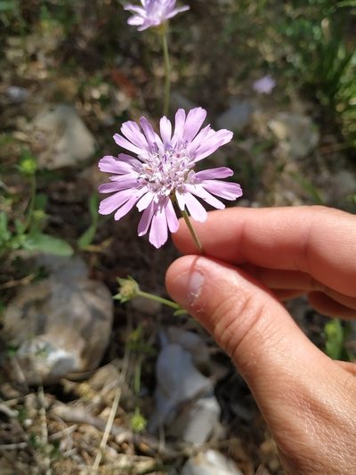 Knautia integrifolia, photographed by Julien Renoult