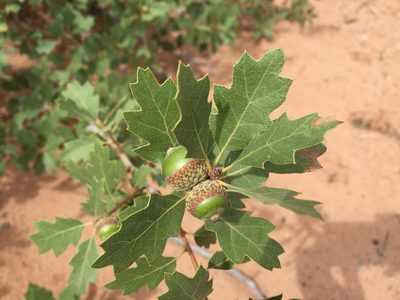 Quercus welshii, photographed by Robbie Hannawacker