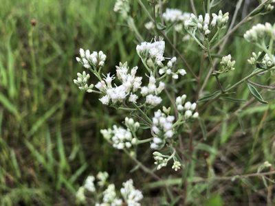 Eupatorium mohrii, photographed by nataliekrops
